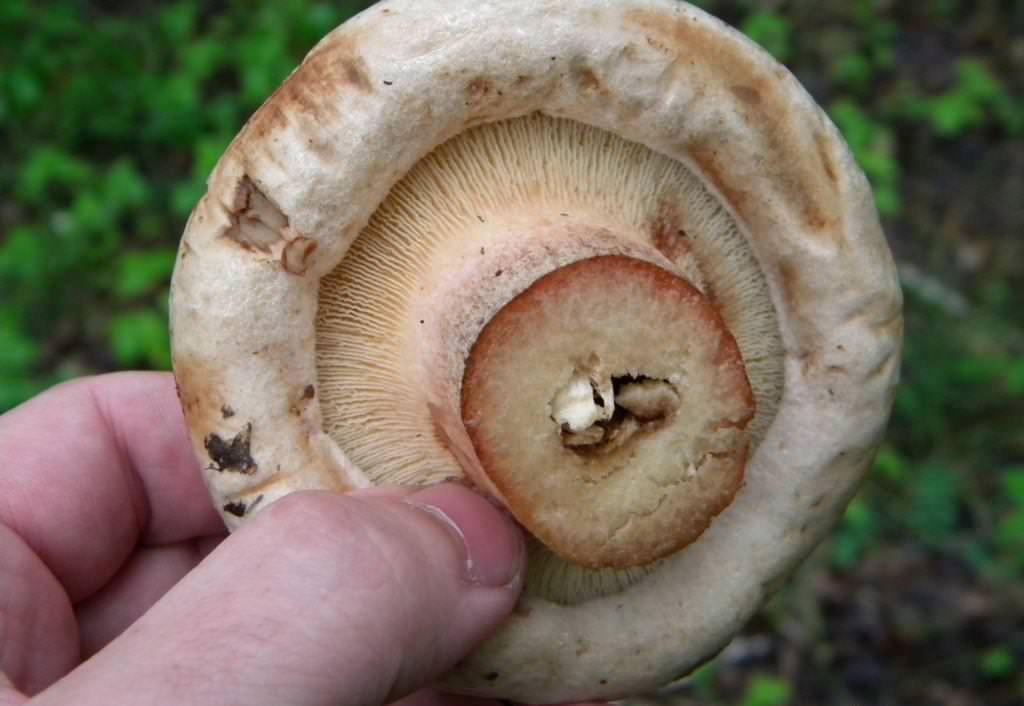 Как понять что грибы сварились