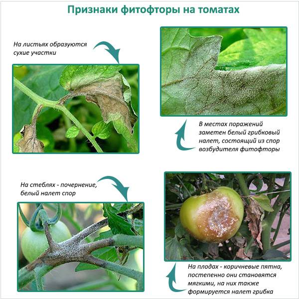 Признаки фитофторы на помидорах