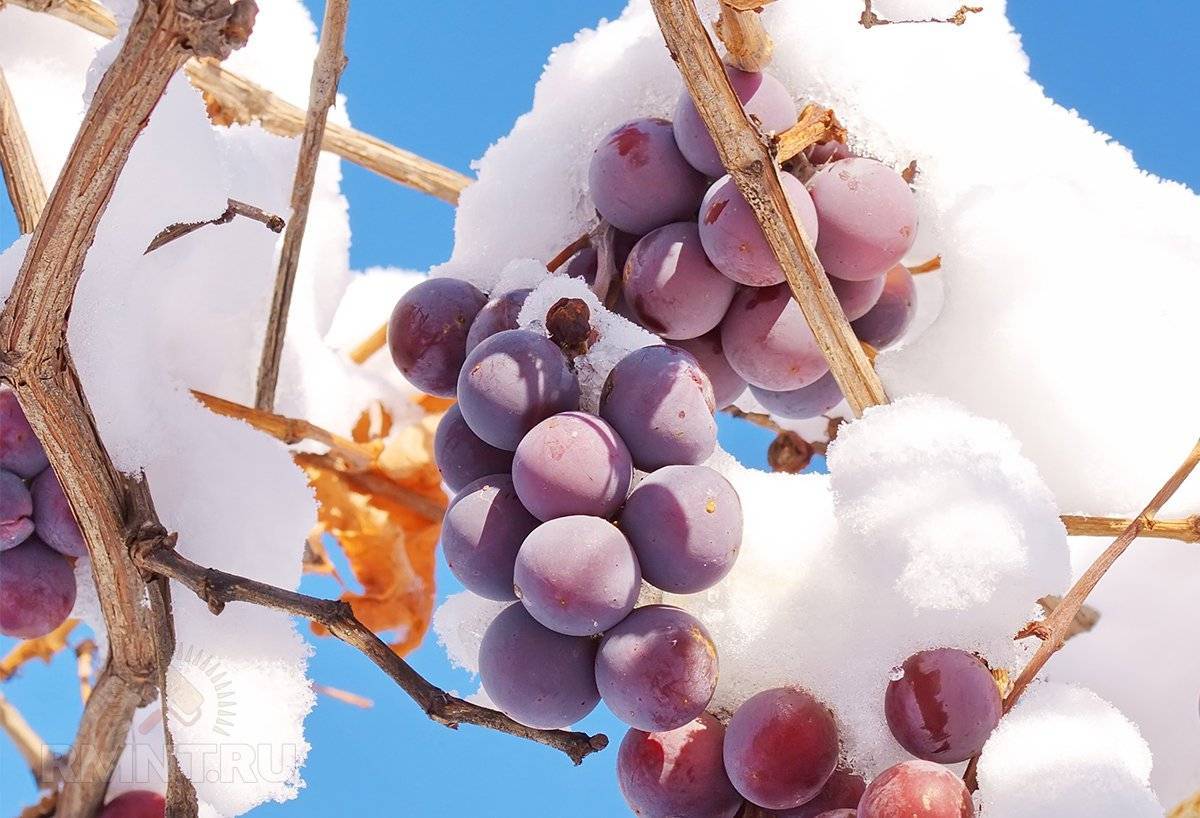 Как правильно подготовить виноград к зиме