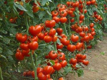 Урожайность томатов в открытом грунте