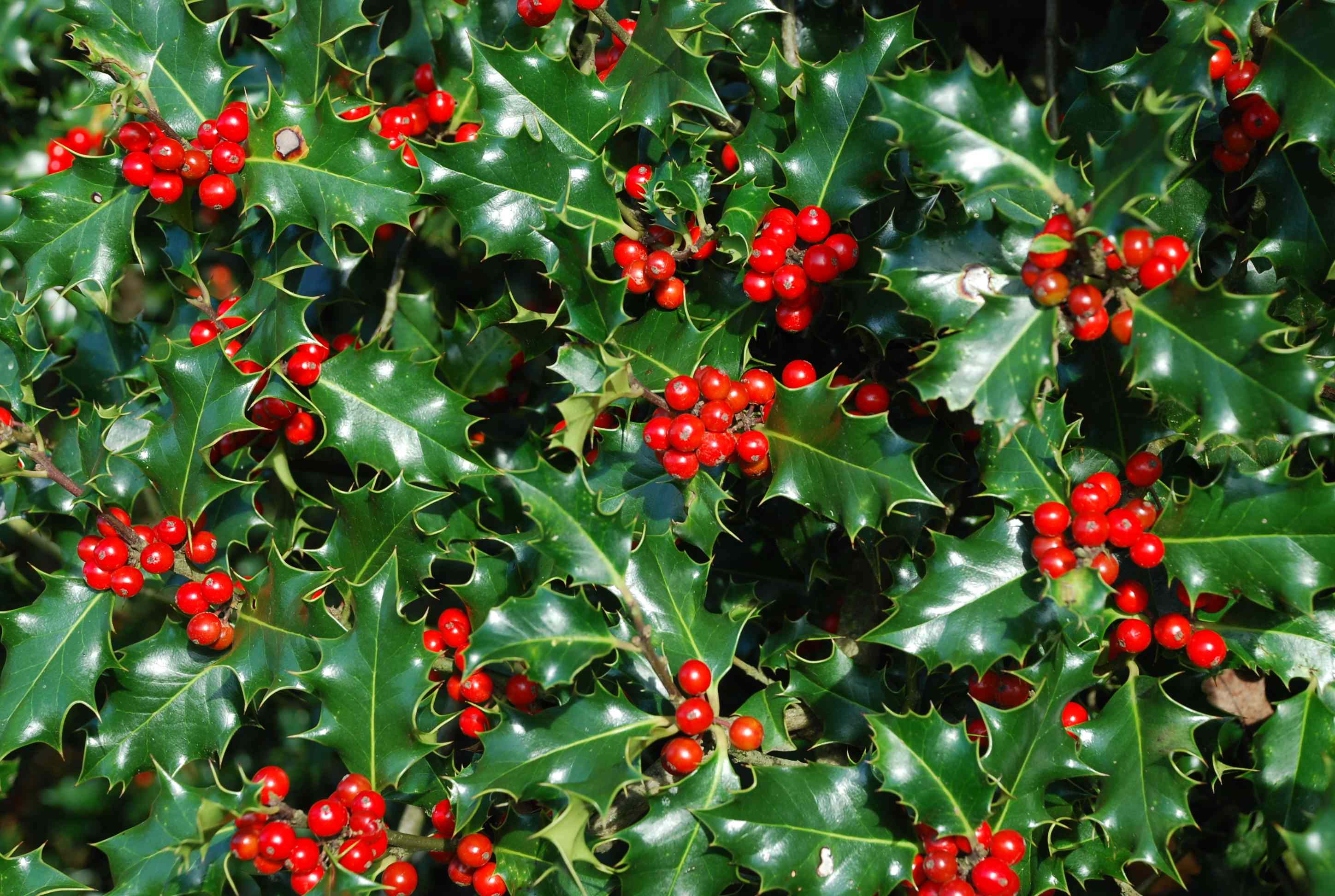 Падуб – вечнозеленое растение с заостренными листьями и красными ягодами