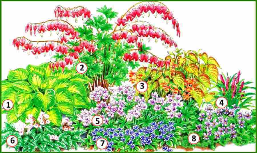 Сад непрерывного цветения многолетников схема посадки