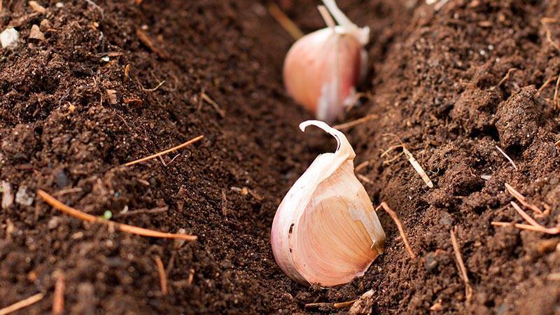 Секреты опытных огородников: что посадить после чеснока на следующий год, а каких посевов следует избегать