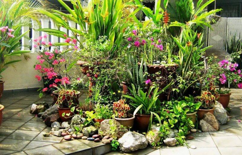 Цветочно декоративные растения