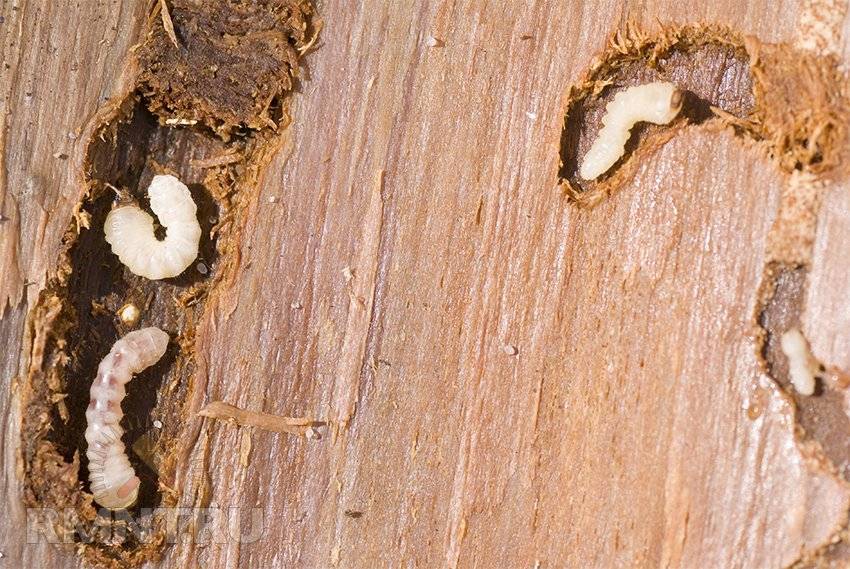 Жуки-короеды, шашели, термиты. Как бороться с вредителями древесины