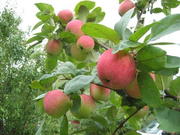Лучшие сорта яблонь для средней полосы россии
