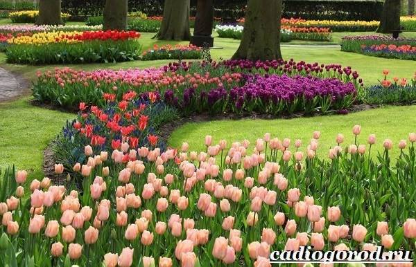 Тюльпан-цветок-Выращивание-тюльпанов-Уход-за-тюльпанами-18