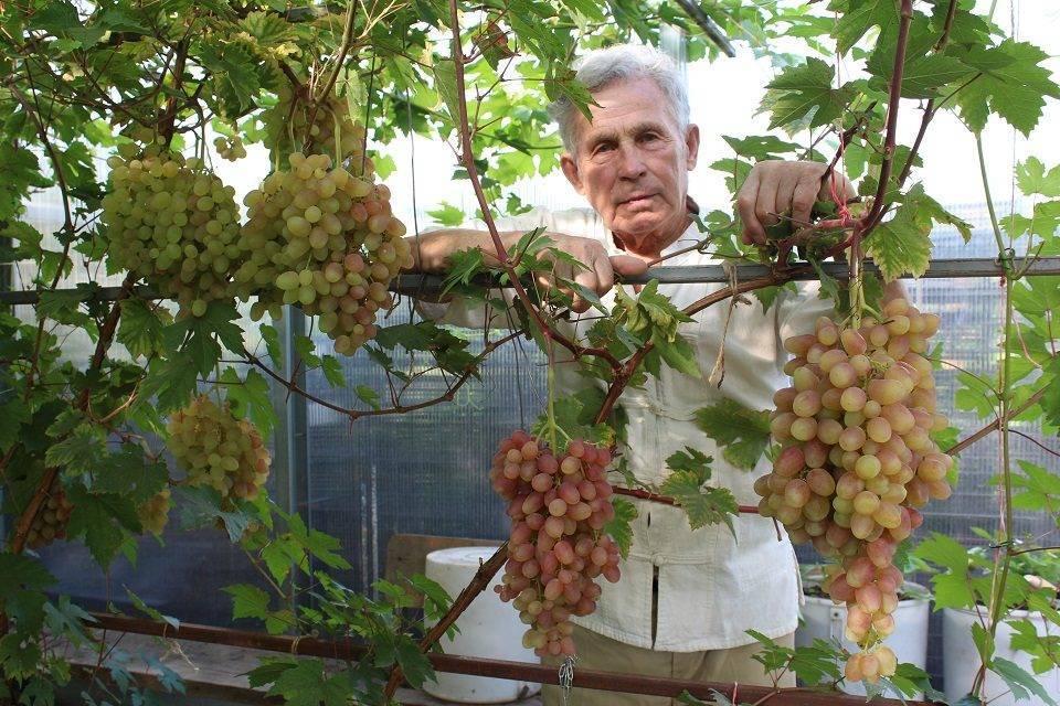 Виноград выращивание и уход в татарстане видео