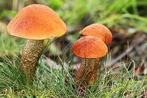 Названия съедобных грибов с описанием - на фото 3 подосиновика.