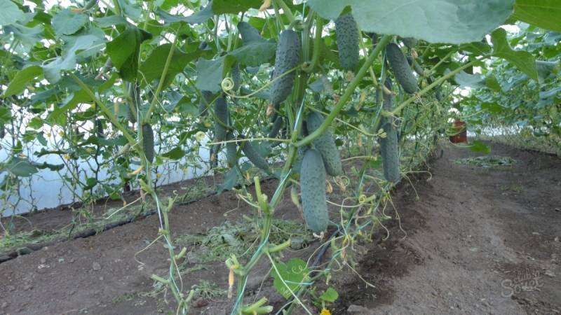 Как повысить урожайность огурцов в открытом грунте с помощью простых, но очень эффективных методов