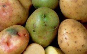 Почему зеленеет картофель при хранении