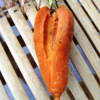 почему морковь трескается в земле