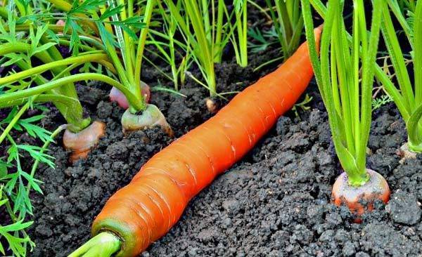 Рогатая морковь. Морковь в земле. Полив моркови. Кривая морковь.