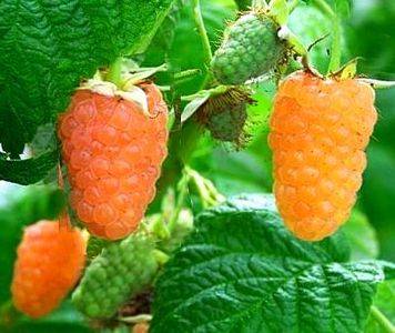 малина оранжевое чудо ягоды