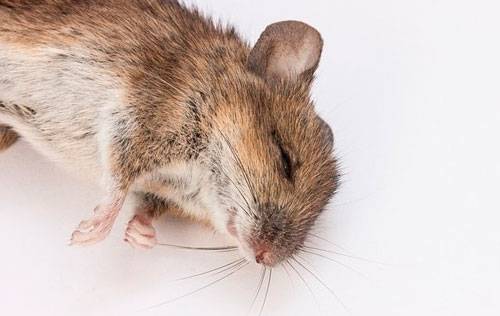 насколько опасны мыши: фото