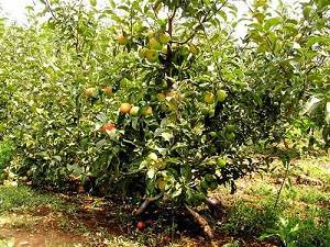 Карликовые яблони как садить и ухаживать