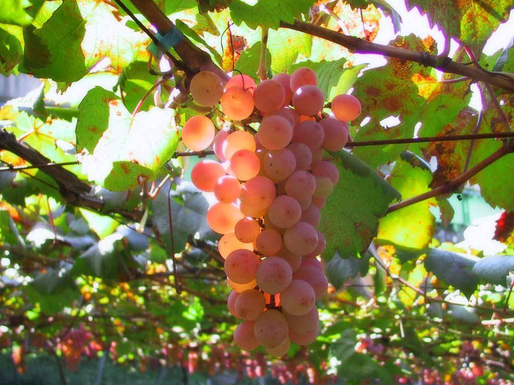 Высадка винограда черенками весной