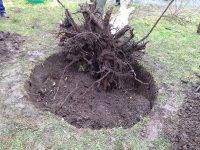 Как убрать корни деревьев не выкорчевывая