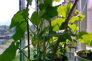 Огурец балконный f1 выращивание на окне