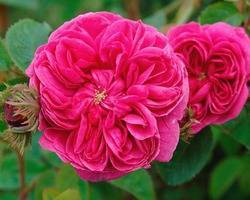 Цвет дамасской розы фото