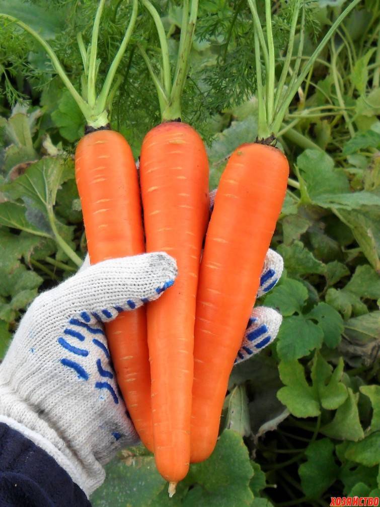 Почему морковка горчит