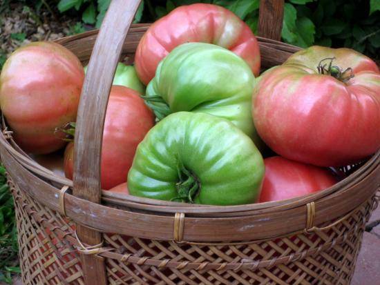 Как дозреть помидорам дома