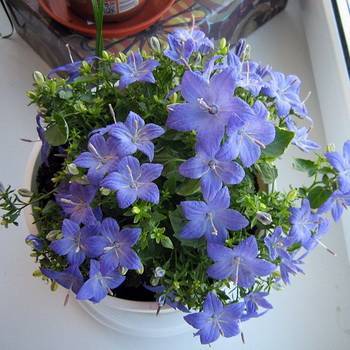 Комнатный цветок с голубыми цветочками фото