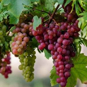 Яма для посадки винограда