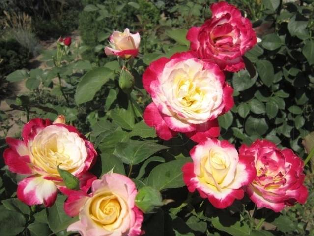 Розы разновидности и сорта с фото