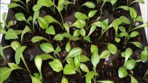 Выращивание георгин из семян в домашних условиях