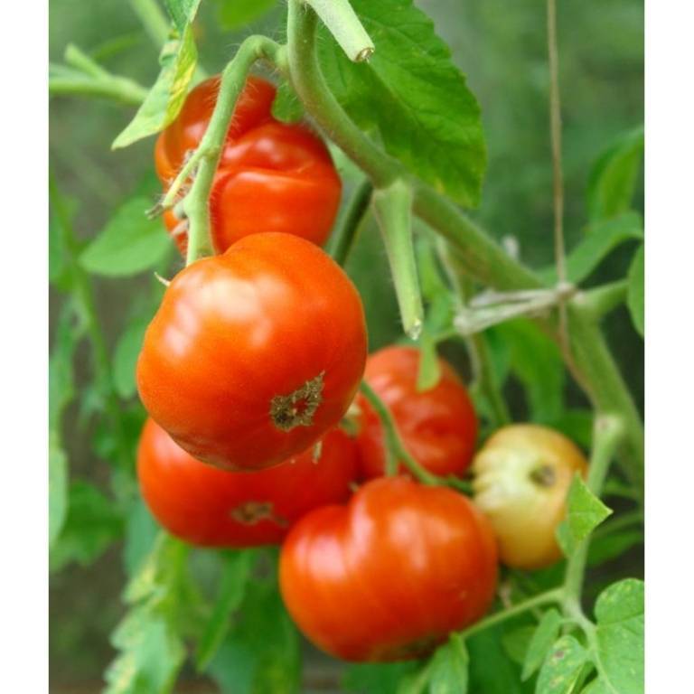 Новые урожайные сорта томатов