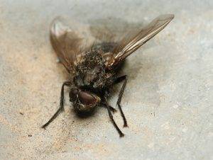 как избавиться от мух в доме быстро