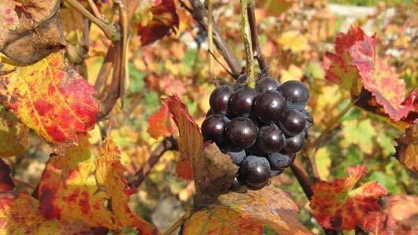 Уход за виноградником осенью