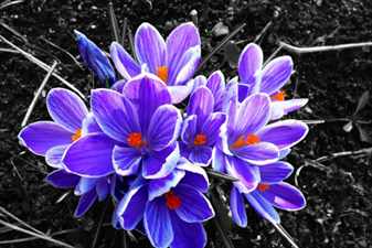 plant-flower-purple-petal-contrast-flora-wildflower-crocus-flowering-plant-land-plant-iris-family-712874
