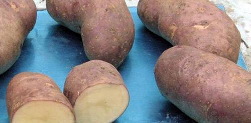 Самые рассыпчатые сорта картофеля: Фото 1