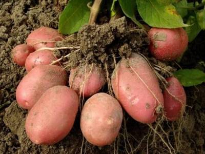 Сорта розовой картошки