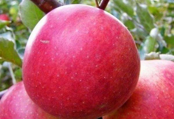 Яблоня Малиновка является отличной плодовой культурой