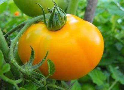 Маленькие помидоры название