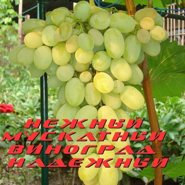 Виноград Надежный