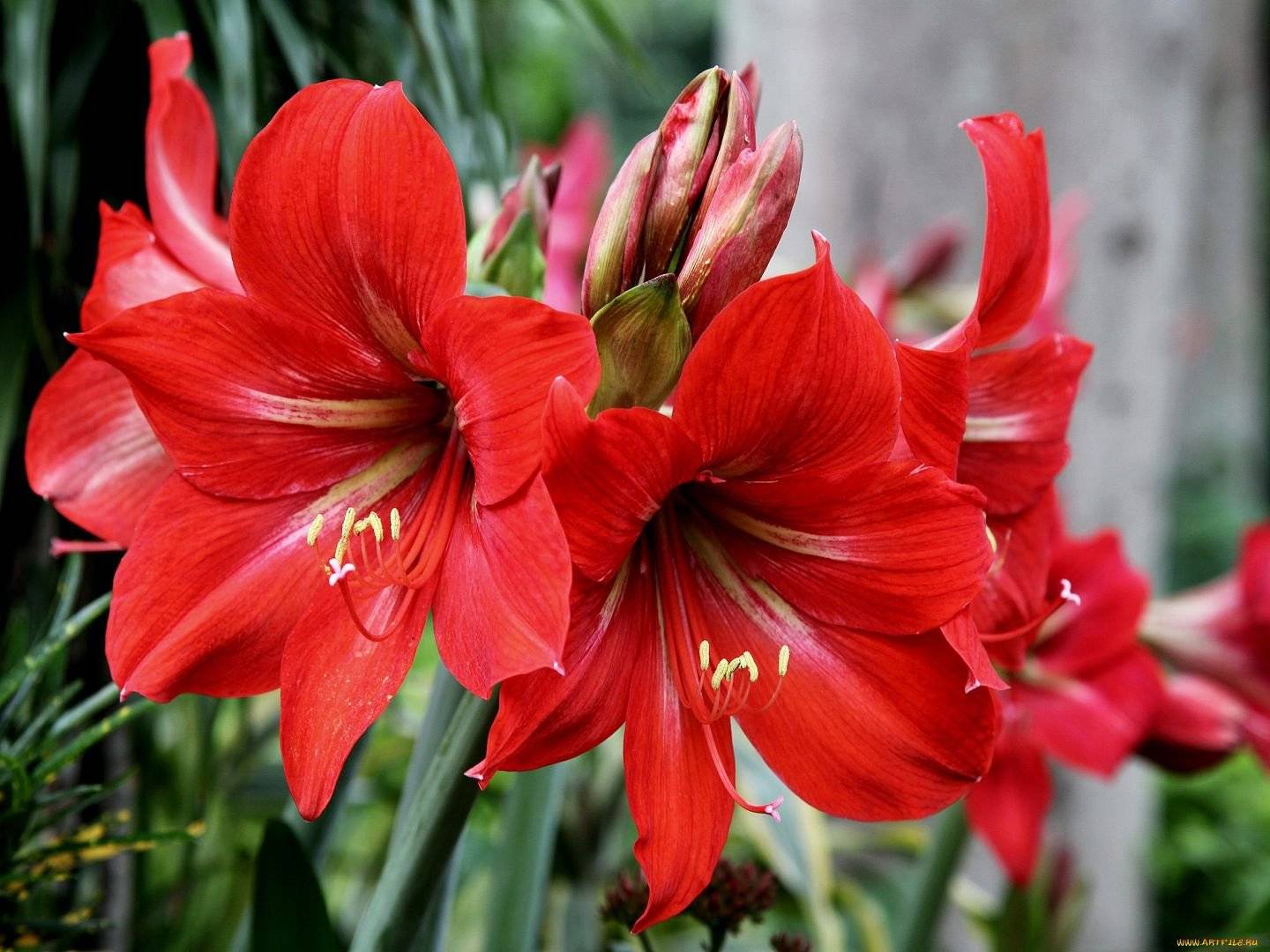 Домашний цветок с красными цветами фото и названия