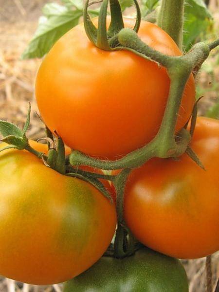 Ультраранние сорта томатов для теплиц