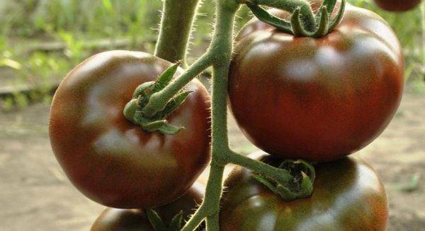 Семена черных томатов