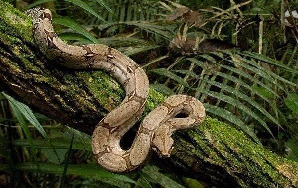 Змеи Средней Полосы Фото