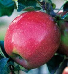 Сорт яблок скрижапель фото и описание