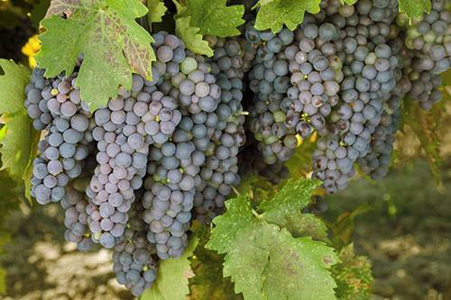 Созревают виноградные грозди