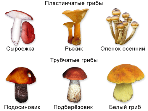 Шляпочные грибы съедобные и ядовитые