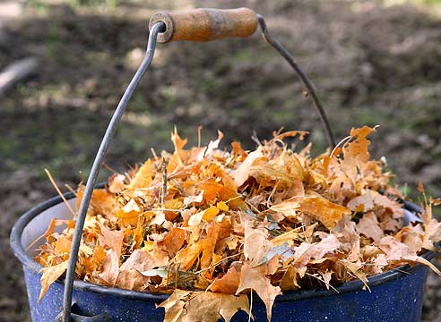 Убирать ли листву осенью на даче