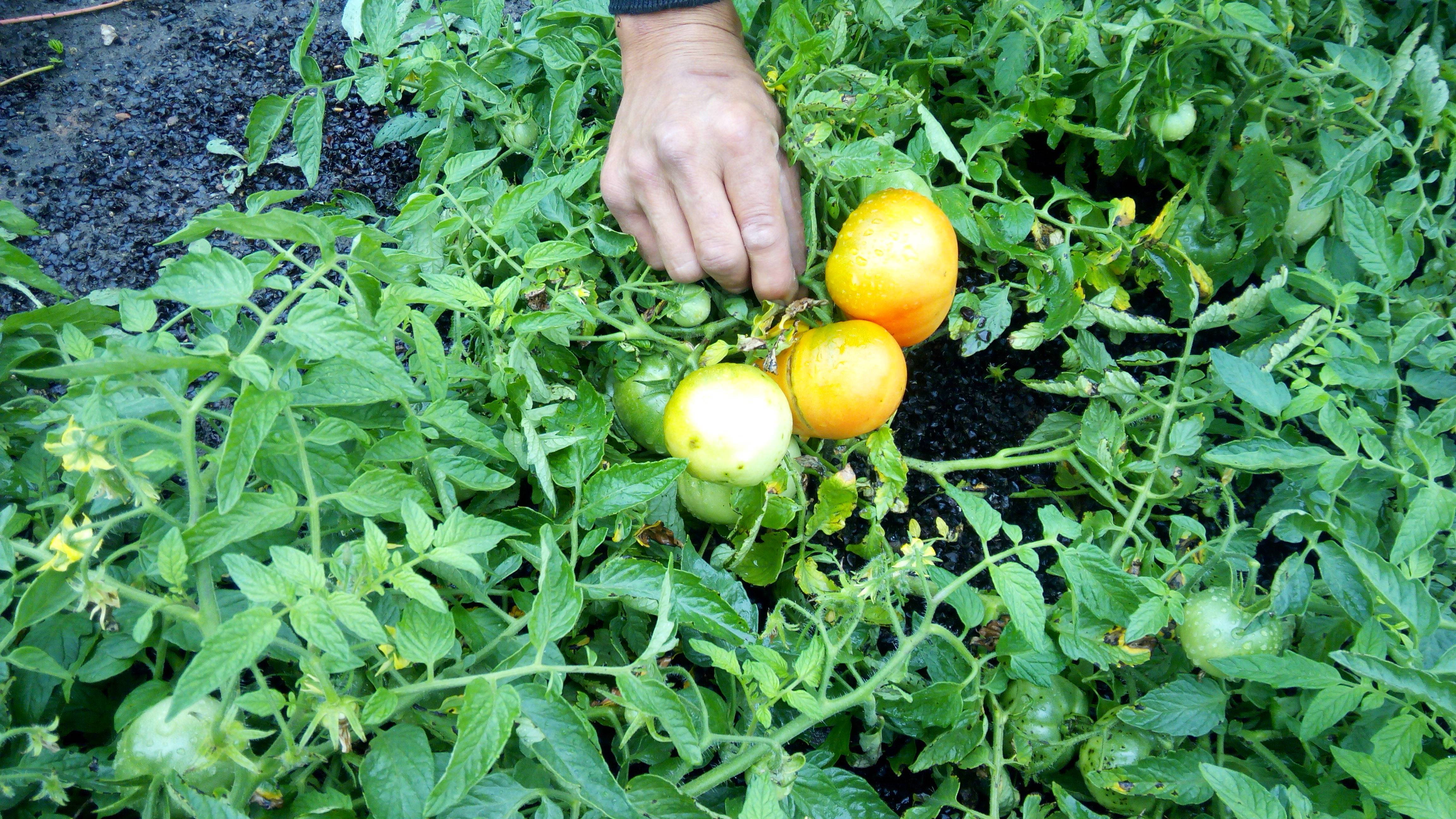 Все о выращивании томатов