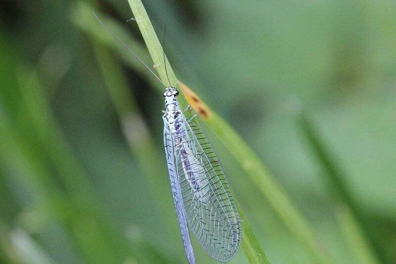 Златоглазка (Chrysoperla) на травинке: зелено-голубое насекомое с черными полосками, обладающее золотыми глазами и большими ажурно-сетчатыми крыльями