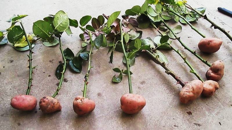 Как рассадить розу черенками